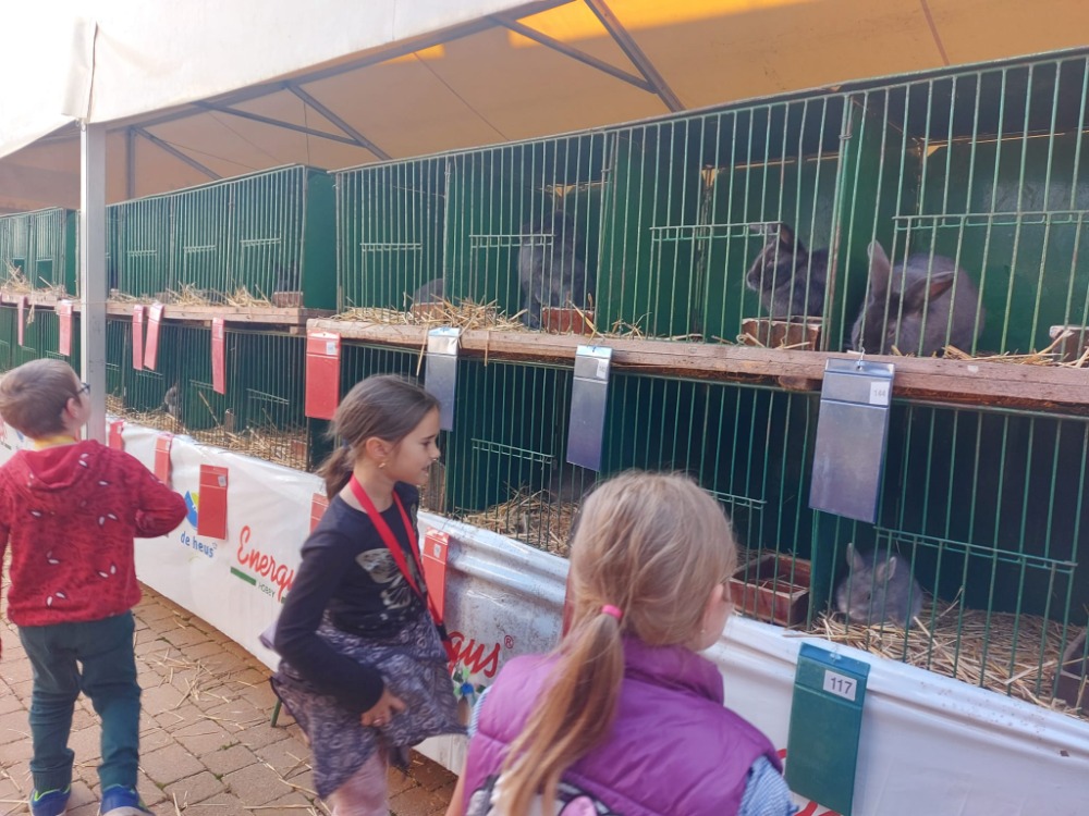 Výstava drobného domácího zvířectva v Tršicích